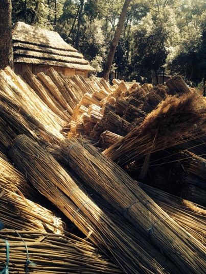 Bungalovi Pine Beacha - zgodba brez konca